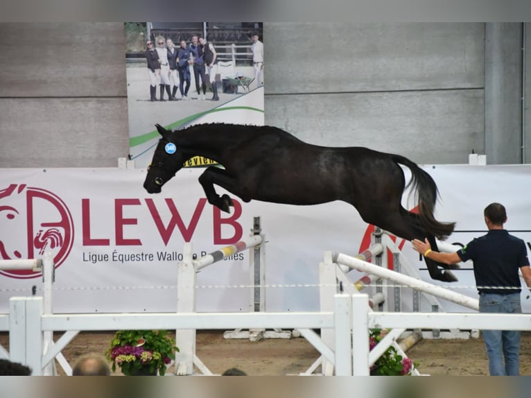 Belgian Warmblood Mare 17 years 16,1 hh Brown in Grez-Doiceau