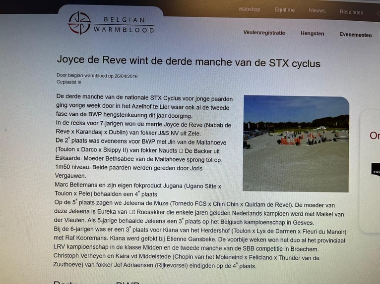 Belgian Warmblood Mare 17 years 9,2 hh Pinto in Grote Brogel