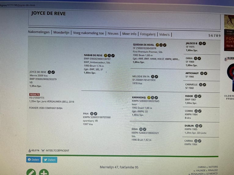 Belgian Warmblood Mare 17 years 9,2 hh Pinto in Grote Brogel