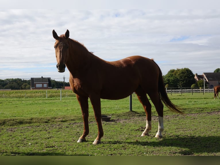 Belgian Warmblood Mare 18 years 16.1 hh Chestnut-Red in Broechem