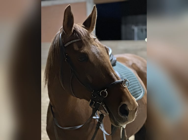 Belgian Warmblood Mare 18 years 16,2 hh Chestnut-Red in Gilching