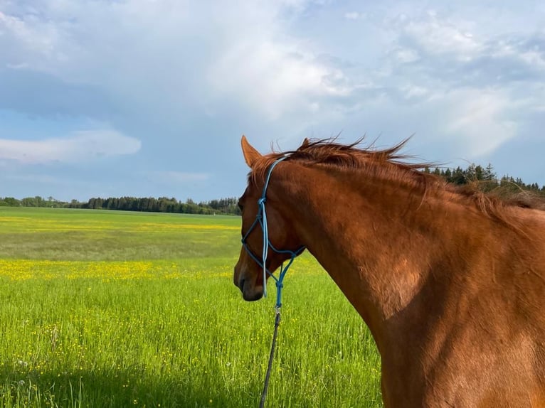 Belgian Warmblood Mare 18 years 16,2 hh Chestnut-Red in Gilching