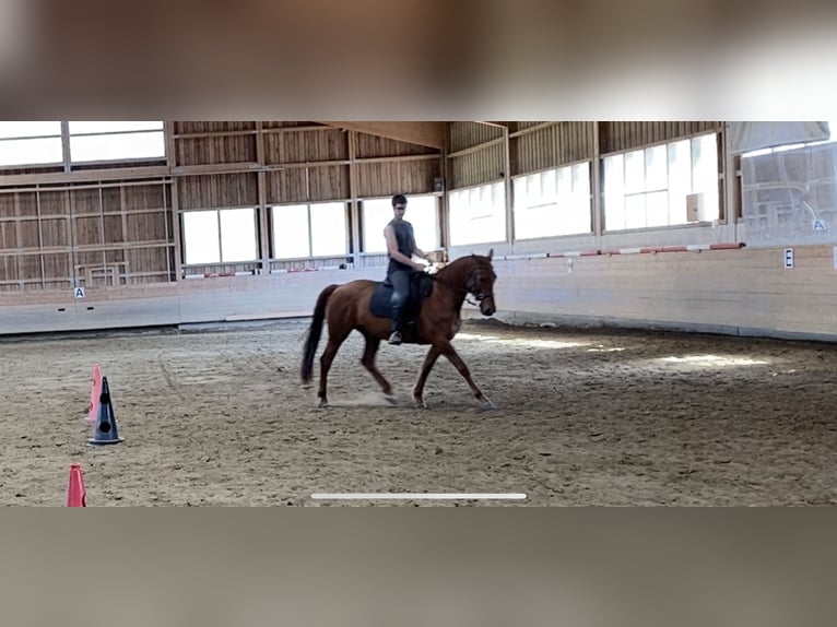 Belgian Warmblood Mare 18 years 16,2 hh Chestnut-Red in Gilching