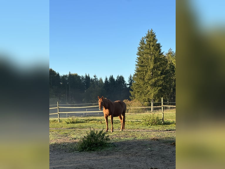 Belgian Warmblood Mare 18 years 16,2 hh Chestnut-Red in Gilching