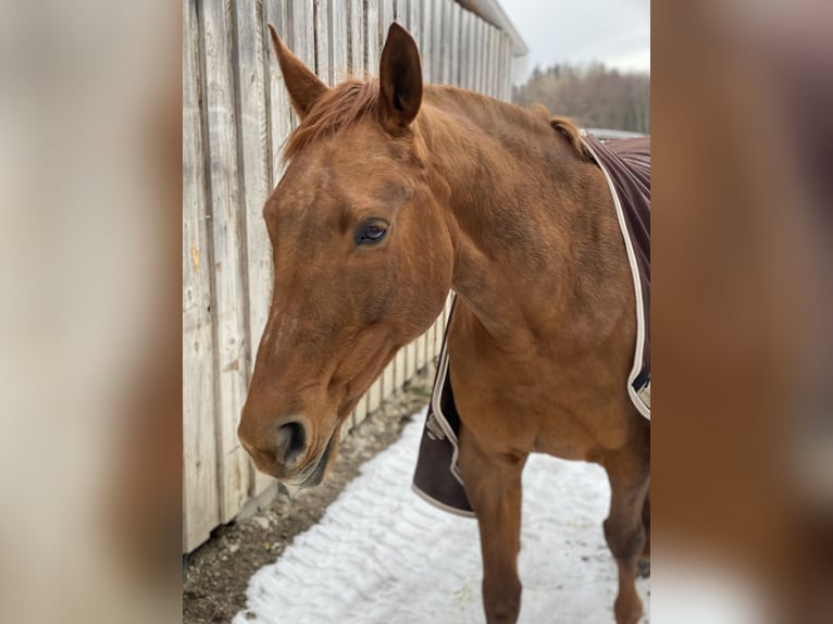 Belgian Warmblood Mare 18 years 16,2 hh Chestnut-Red in Gilching