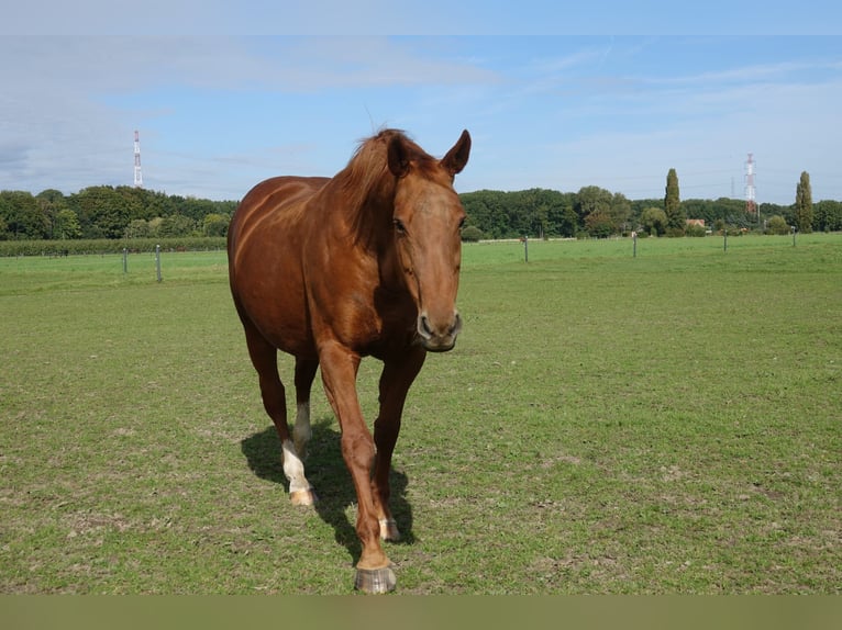Belgian Warmblood Mare 18 years 16,1 hh Chestnut-Red in Broechem