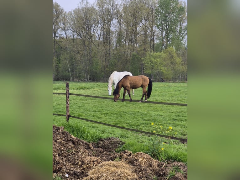 Belgian Warmblood Mare 18 years 17 hh  in Maastricht