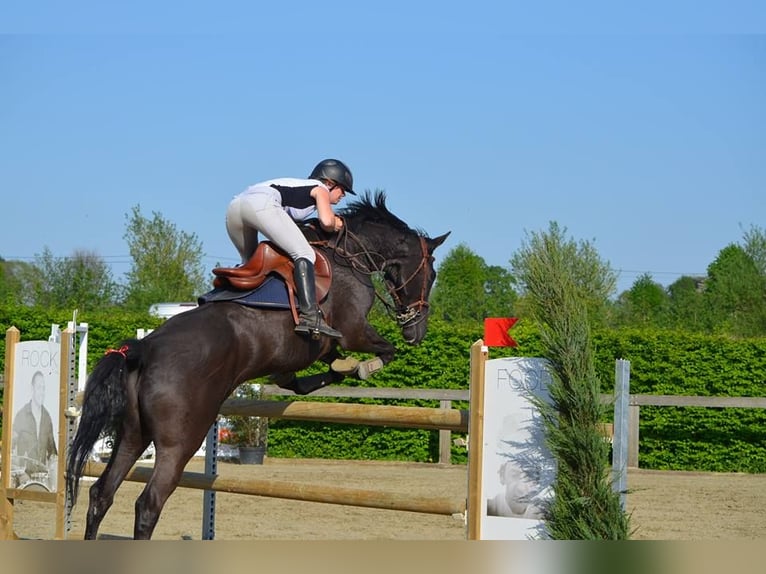 Belgian Warmblood Mare 19 years 16,1 hh Black in Oppuurs