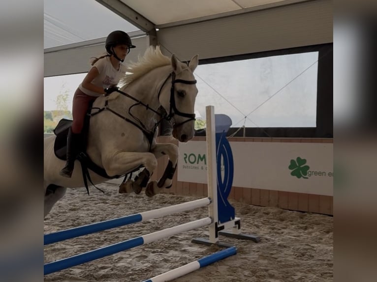 Belgian Warmblood Mare 19 years 16 hh Grey in Darza