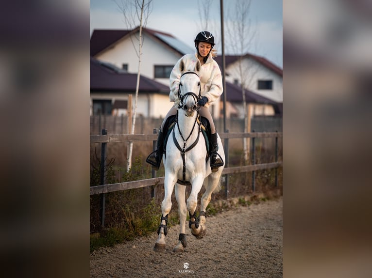 Belgian Warmblood Mare 19 years 16 hh Grey in Darza