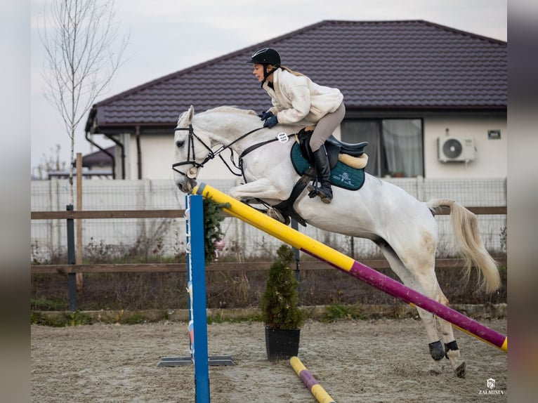 Belgian Warmblood Mare 19 years 16 hh Grey in Darza