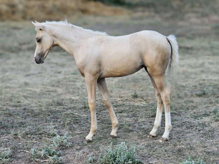 Belgian Warmblood Mare 1 year 13,1 hh Palomino in Visz