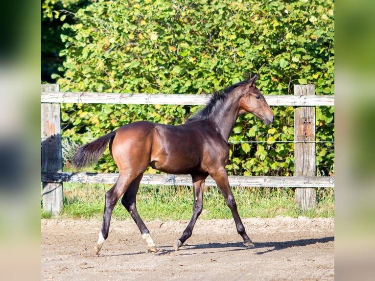 Belgian Warmblood Mare 1 year 15,2 hh Brown in Pelt