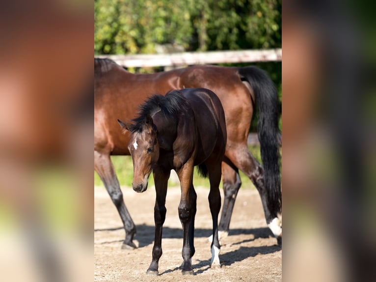 Belgian Warmblood Mare 1 year 15,2 hh Brown in Pelt