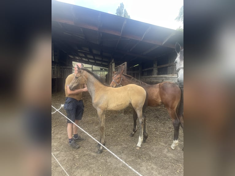 Belgian Warmblood Mare 1 year 16 hh Grey in GROTE-BROGEL