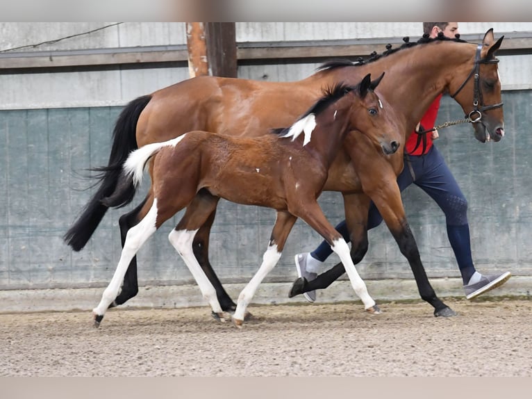 Belgian Warmblood Mare 1 year 16 hh Tobiano-all-colors in Waregem