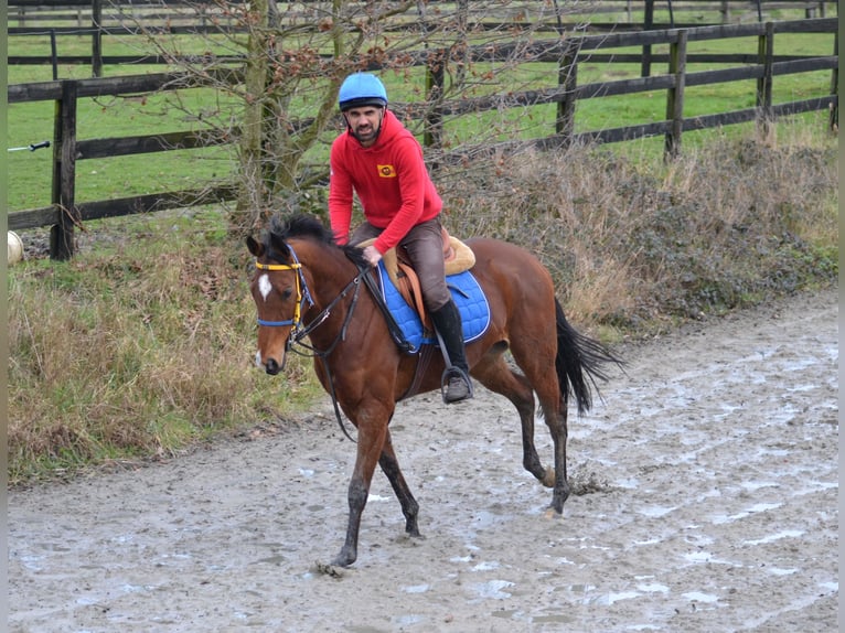 Belgian Warmblood Mare 1 year 16 hh Tobiano-all-colors in Waregem