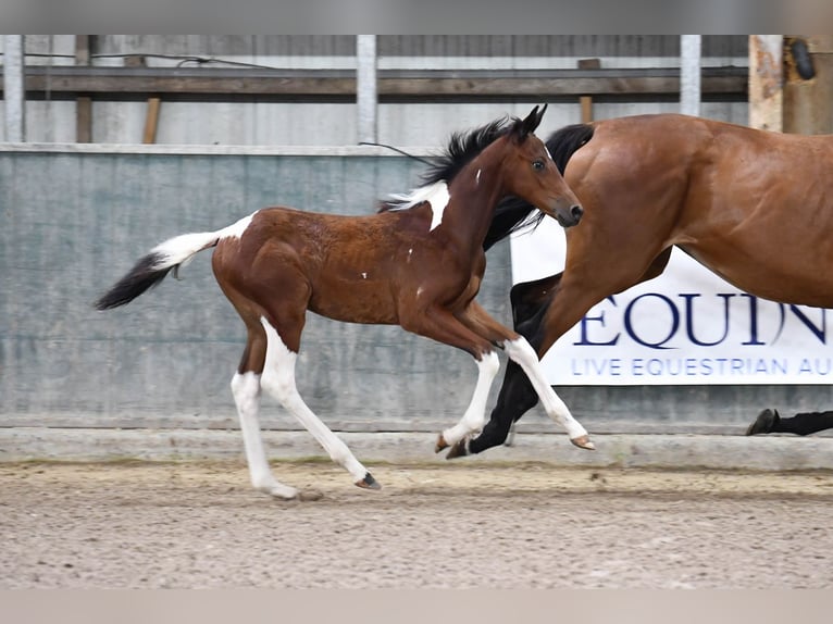 Belgian Warmblood Mare 1 year 16 hh Tobiano-all-colors in Waregem