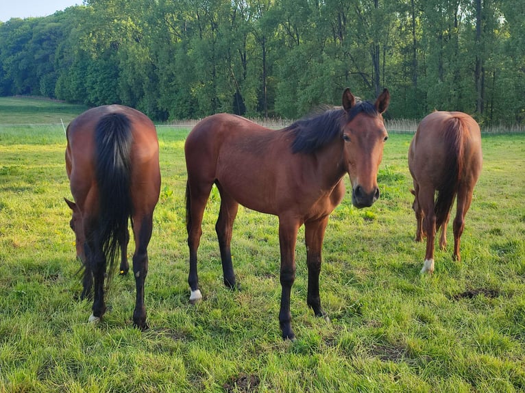 Belgian Warmblood Mare 1 year 16,2 hh Brown in Ieper