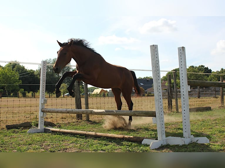 Belgian Warmblood Mare 1 year 16,2 hh Brown in Ieper