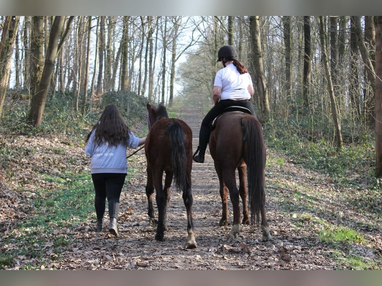 Belgian Warmblood Mare 1 year 16,2 hh Brown in Ieper