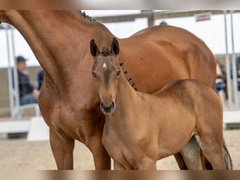 Belgian Warmblood Mare 1 year Bay-Dark in Torhout