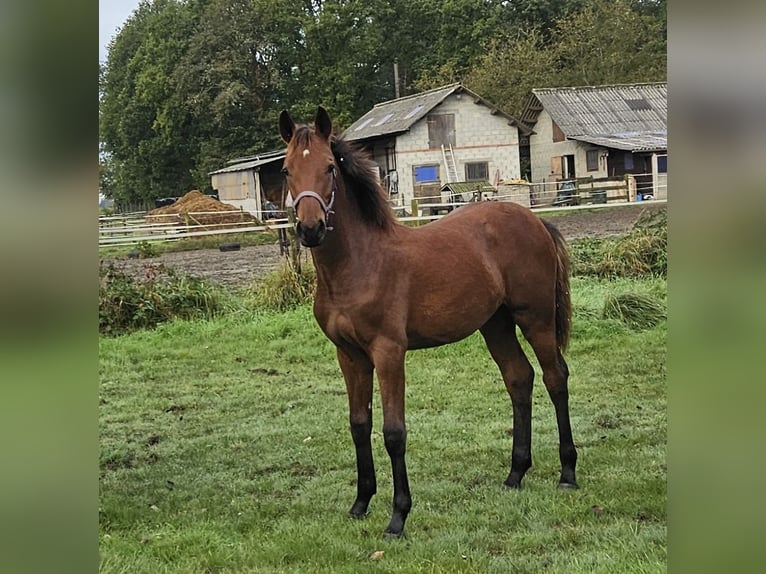 Belgian Warmblood Mare 1 year Brown in GROBBENDONK