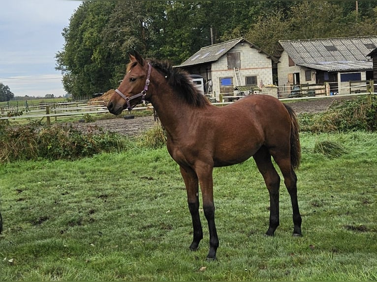 Belgian Warmblood Mare 1 year Brown in GROBBENDONK