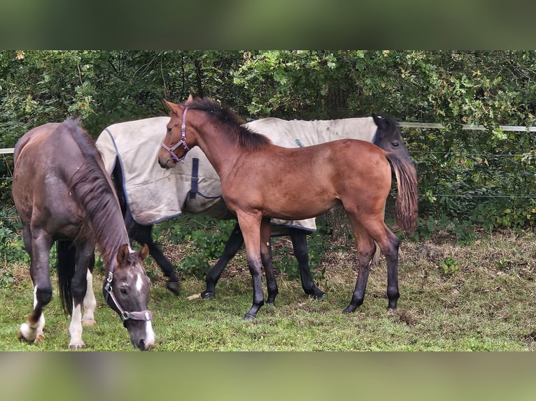 Belgian Warmblood Mare 1 year Brown in GROBBENDONK