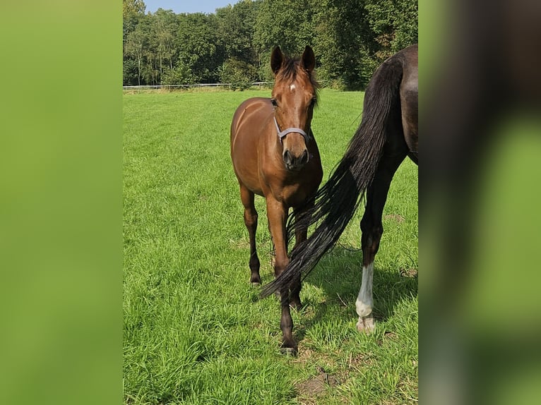 Belgian Warmblood Mare 1 year Brown in GROBBENDONK