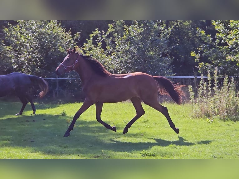 Belgian Warmblood Mare 1 year Brown in Grobbendonk