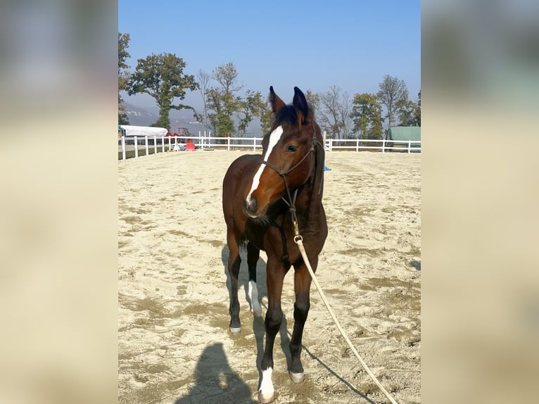 Belgian Warmblood Mare 1 year Brown in Spigno Monferrato