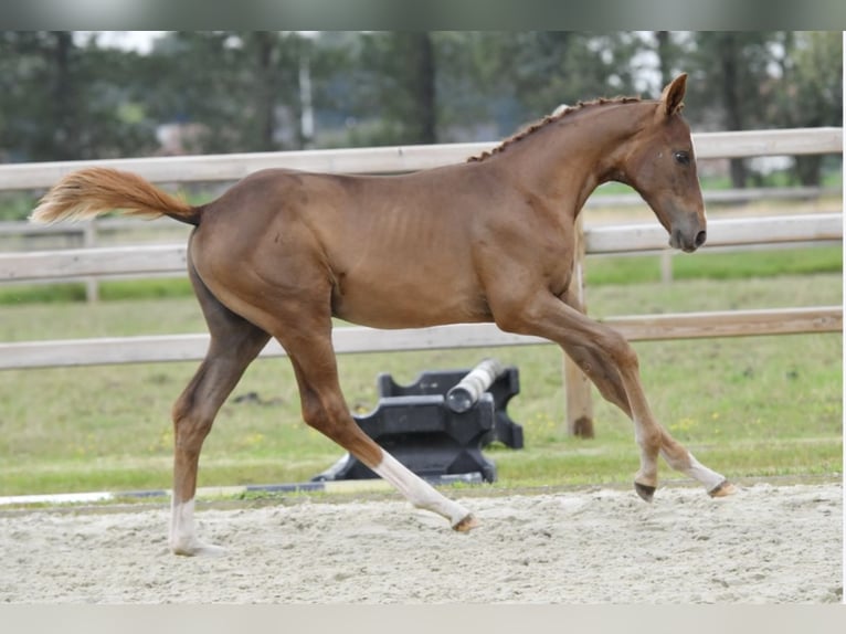 Belgian Warmblood Mare 1 year Chestnut-Red in Lochristi