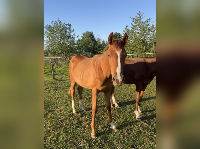 Belgian Warmblood Mare 1 year Chestnut-Red in Lochristi
