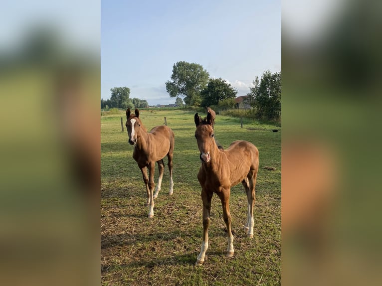 Belgian Warmblood Mare 1 year Chestnut-Red in Lochristi