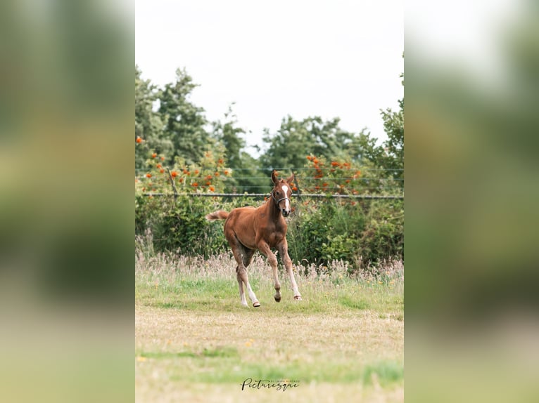 Belgian Warmblood Mare 1 year Chestnut-Red in Lochristi