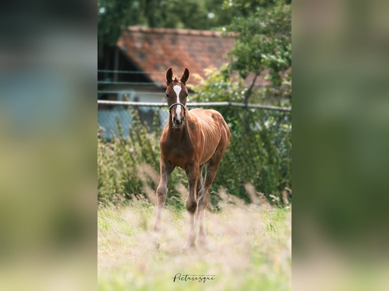 Belgian Warmblood Mare 1 year Chestnut-Red in Lochristi