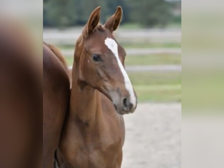 Belgian Warmblood Mare 1 year Chestnut-Red in Lochristi