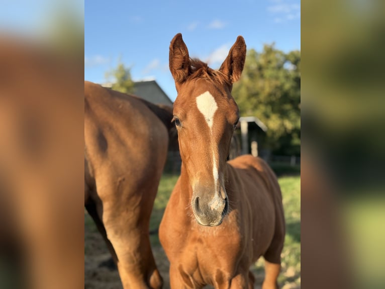 Belgian Warmblood Mix Mare 1 year Chestnut-Red in Metz