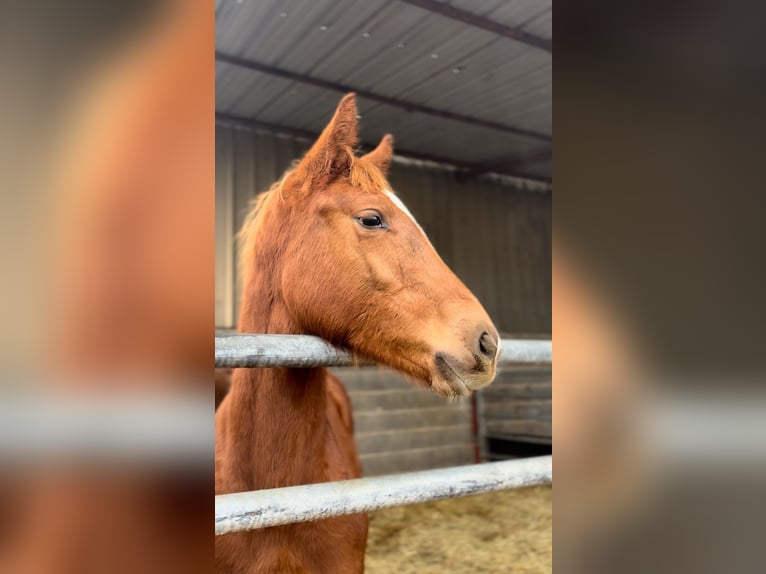 Belgian Warmblood Mix Mare 1 year Chestnut-Red in Metz