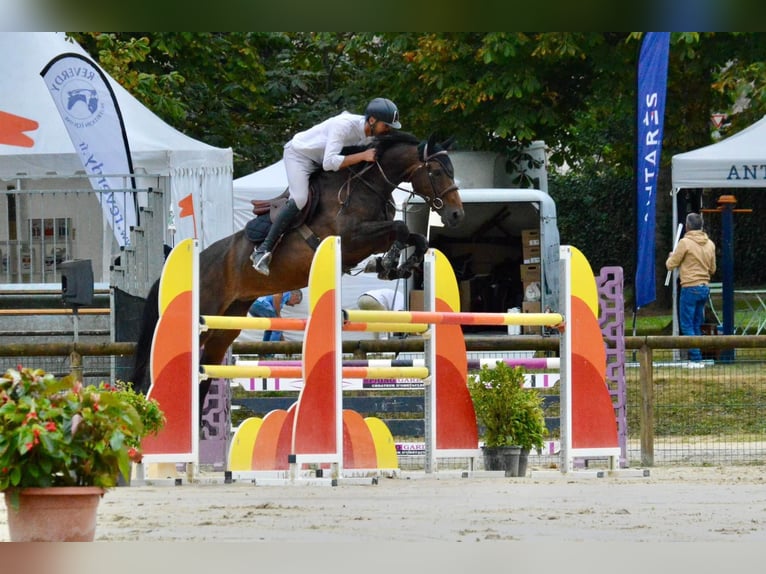 Belgian Warmblood Mare 1 year Chestnut in Torhout