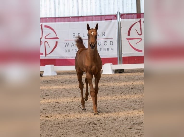 Belgian Warmblood Mare 1 year Chestnut in Torhout