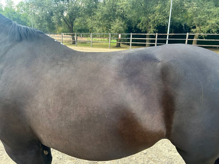 Belgian Warmblood Mare 20 years 16,1 hh Black in Werchter