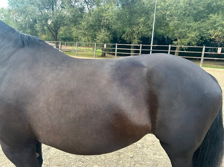 Belgian Warmblood Mare 20 years 16,1 hh Black in Werchter