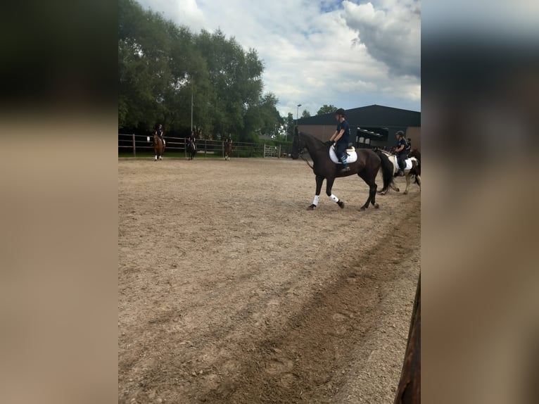 Belgian Warmblood Mare 20 years 16,1 hh Black in Werchter