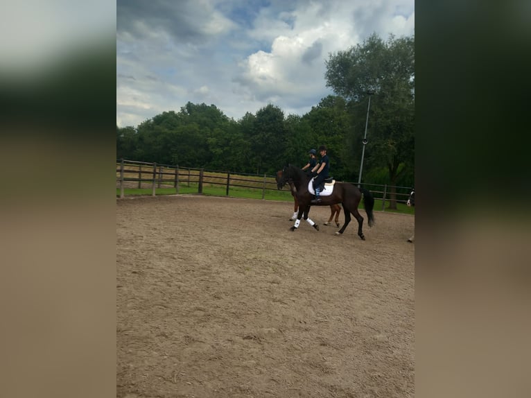 Belgian Warmblood Mare 20 years 16,1 hh Black in Werchter