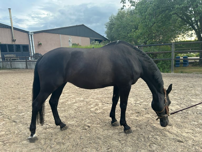 Belgian Warmblood Mare 20 years 16,1 hh Black in Werchter