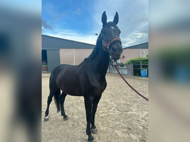 Belgian Warmblood Mare 20 years 16,1 hh Black in Werchter