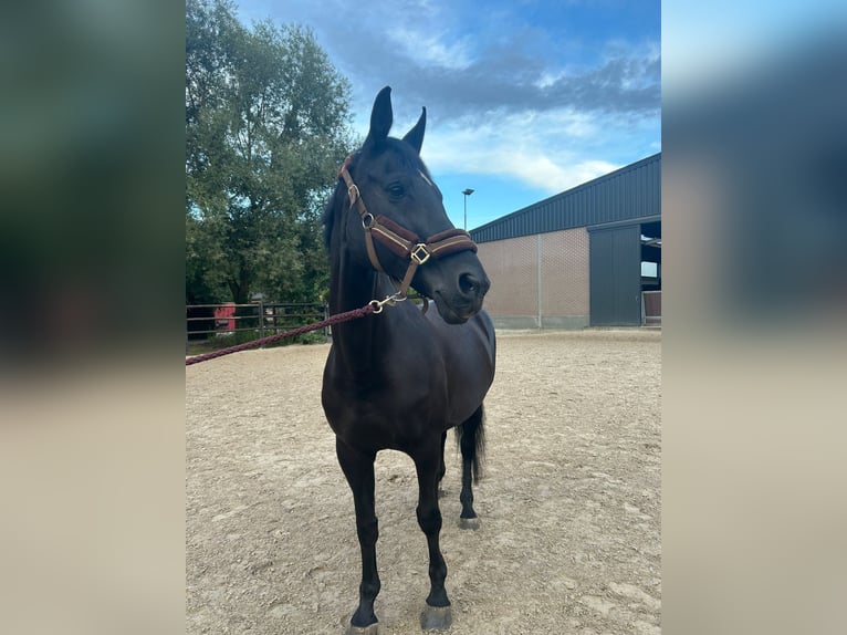 Belgian Warmblood Mare 20 years 16,1 hh Black in Werchter