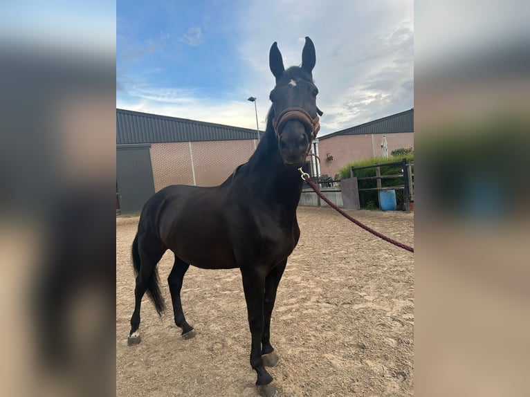 Belgian Warmblood Mare 20 years 16,1 hh Black in Werchter
